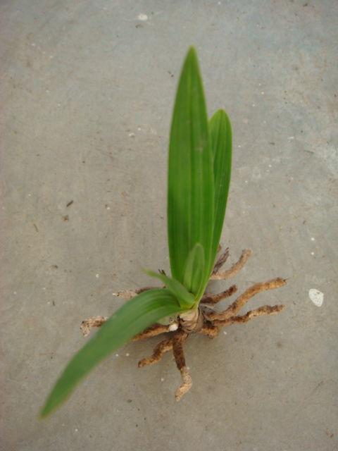 兰人图片,探寻东方艺术之美