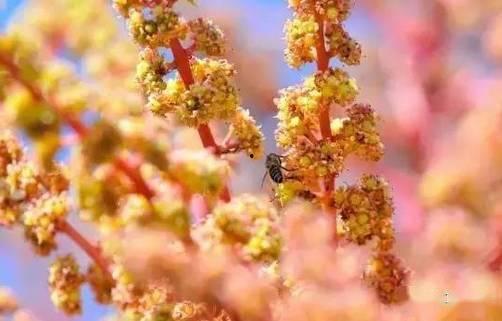 芒果花图片,自然之美与生命力的赞歌  第2张